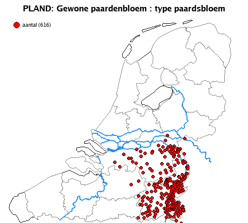 paardsbloem